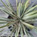 Yucca Rostrata (Juka)´ROSTRATA´ - kont. C7L, výška: 20-30 cm, Ø 20-30 cm (-22°C)